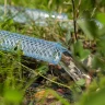 Шланг поливочный прозрачный армированный Palisad 3-х слойный, 1/2", 25 м 67361 купить в Нягани
